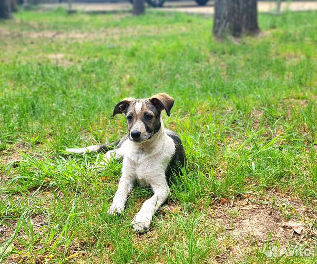 Щенок в добрые руки (девочка)