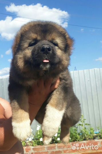 Щенки кавказской овчарки