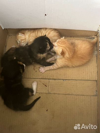 Котята в добрые руки