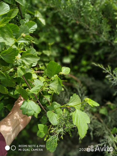 Спирея японская