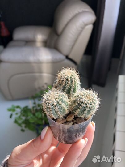 Кактус Echinocereus