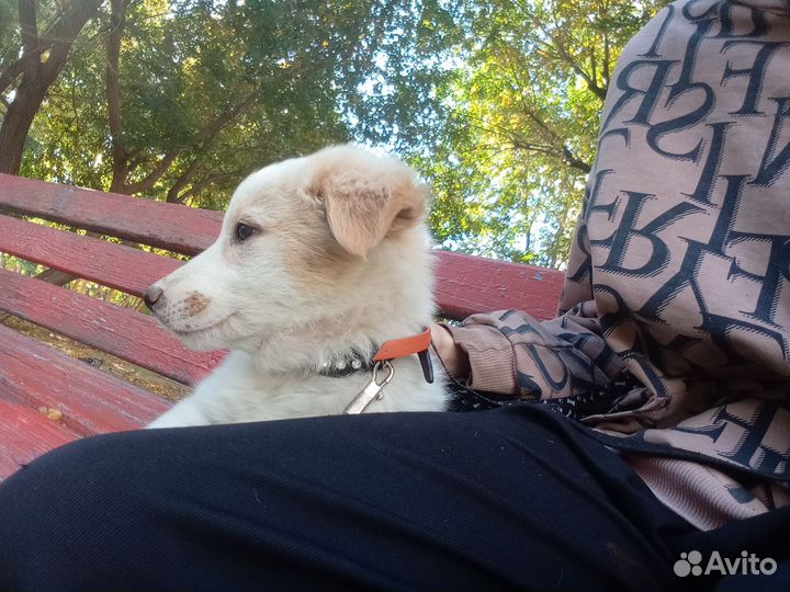 Щенок лайки