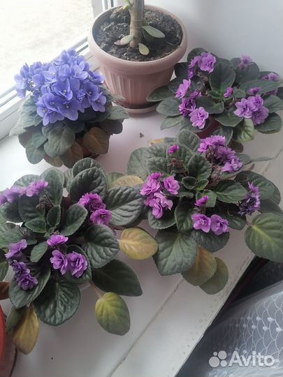 Продам фиалки