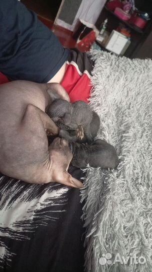 Донской сфинкс