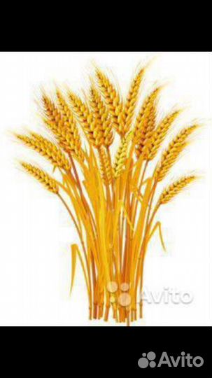 Зерно пшеница