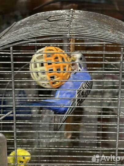 Волнистый попугай (самка)