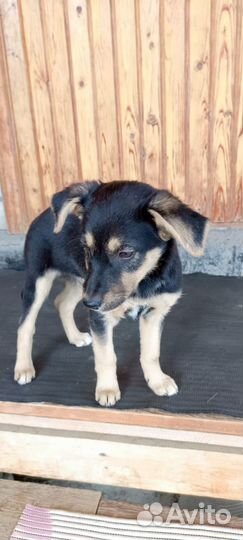 Щенок в добрые руки бесплатно