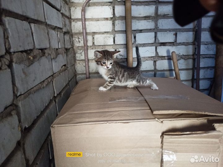 Котята в добрые руки даром