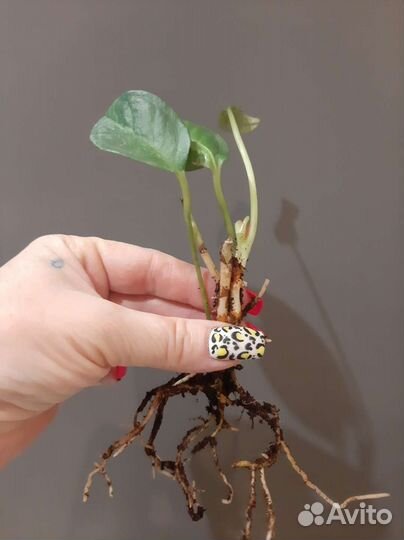 Антуриум Шерцера Кристин