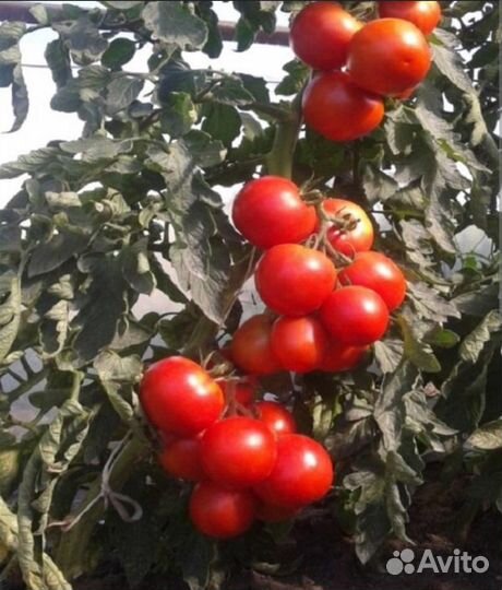 Семена томата для открытого грунта-Вашингтон