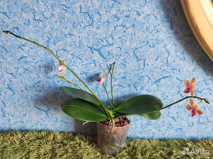 Орхидея фаленопсис Бронзовый Будда