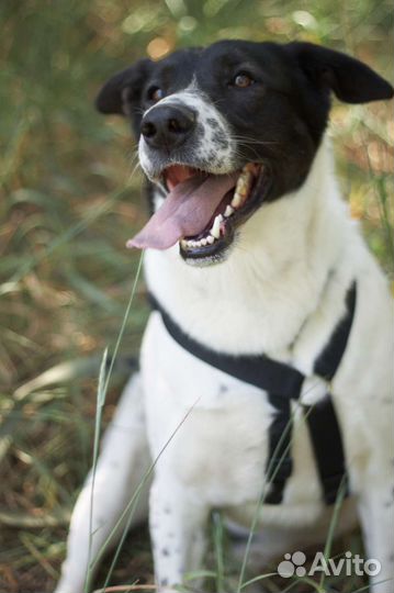 Нежный пёсик скучает в приюте