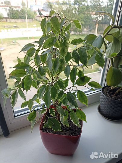 Фикус бенджамина