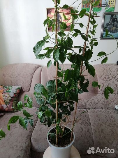 Жасмин самбак