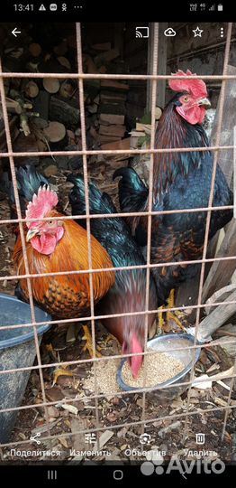 Молодые петухи