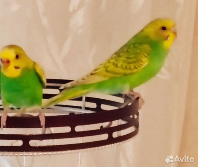 Продам двух попугайчиков