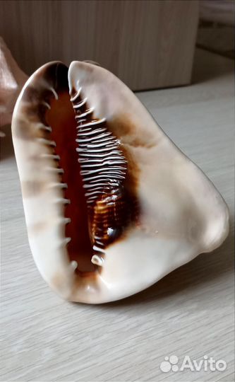 Морские ракушки раковины большие