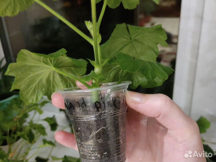 Герань пеларгония розебудная