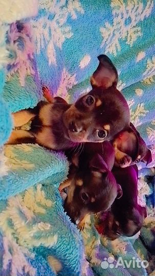 Той-терьер щенки