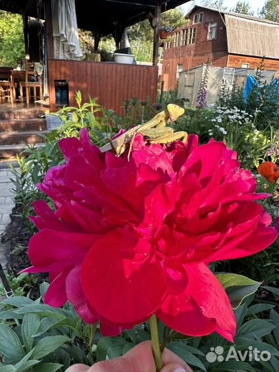 Богомол Кавказский