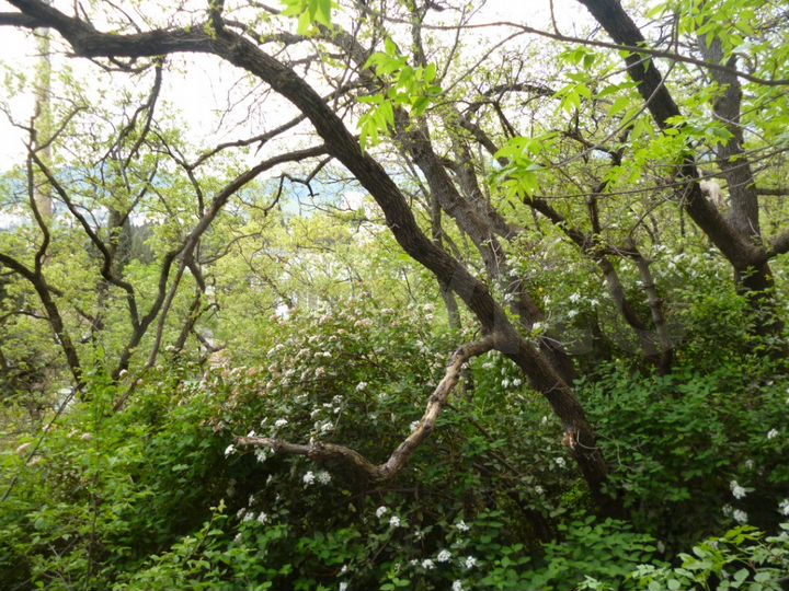 Участок 8 сот. (ИЖС)