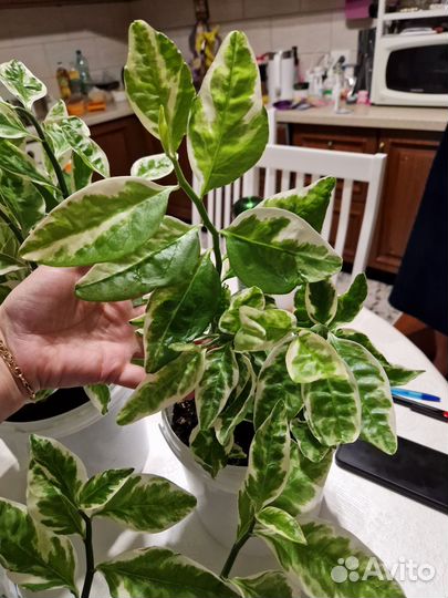 Педилантус