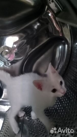 Белый котенок