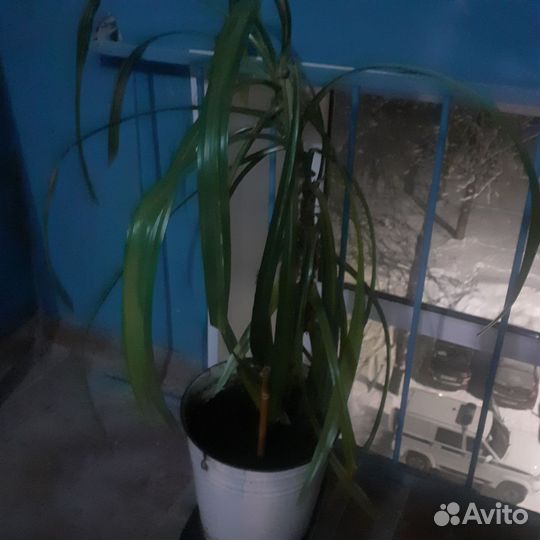 Пальма