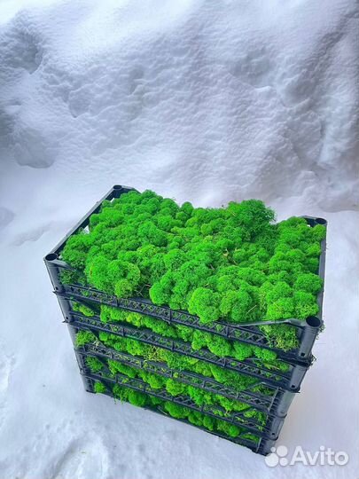 Стабилизированный мох