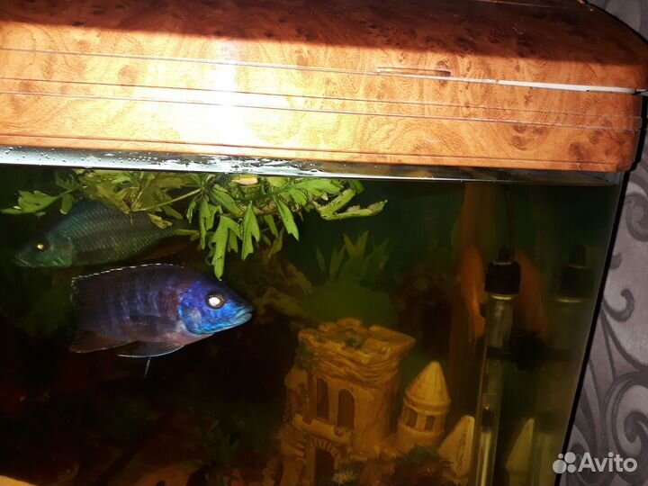 Аквариумная рыбка