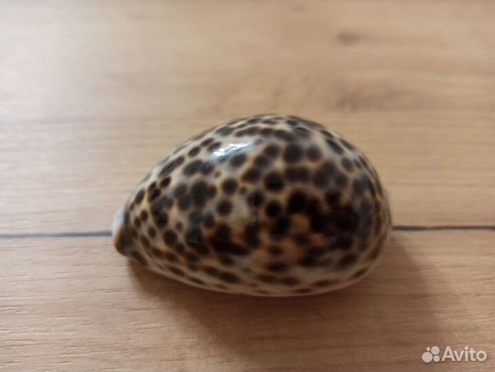 Морская раковина