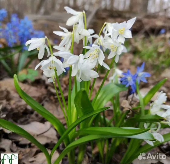 Многолетние растения для сада