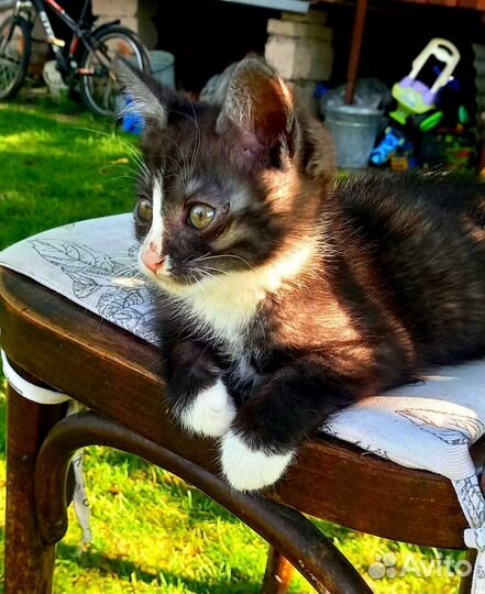 Кошка в дар