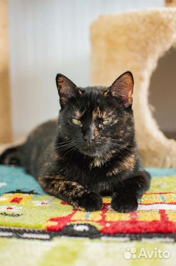 Кошка в добрые руки