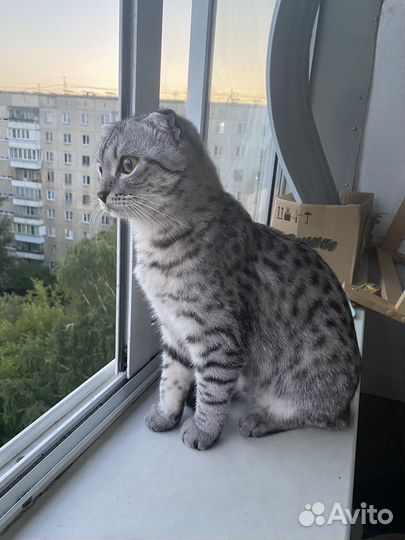 Кот на вязку