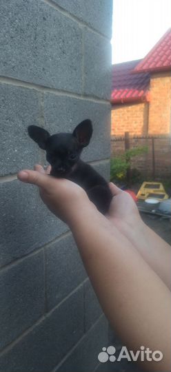 Щенки тойтерьер мини