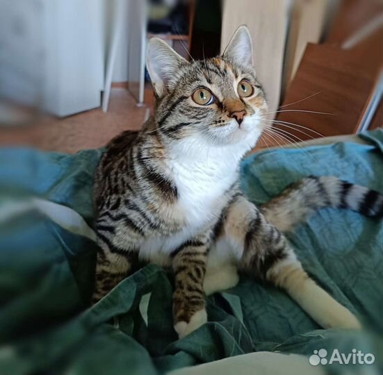 Домашний котенок