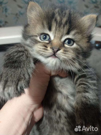 Кошки в добрые руки