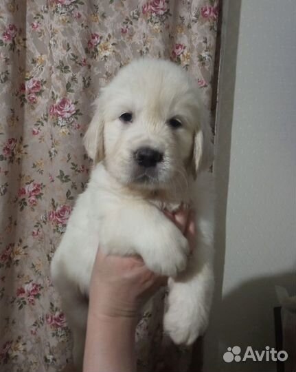 Высокопородные щенки золотистого ретривера