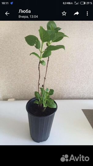 Гортензия крупнолистная саженцы