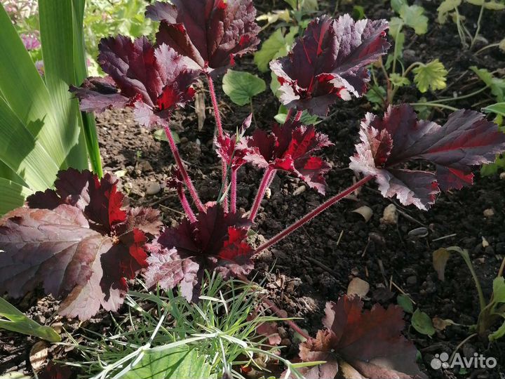 Многолетники,гейхеры, хосты, трициртис, живица, ир