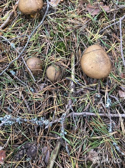 Моховики 5/10л