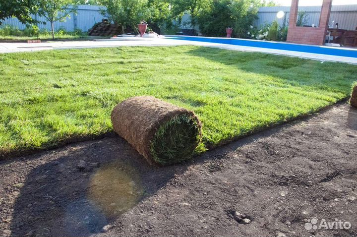Газон рулонный, укладка газона на участке