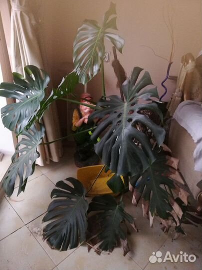 Цветы комнатные