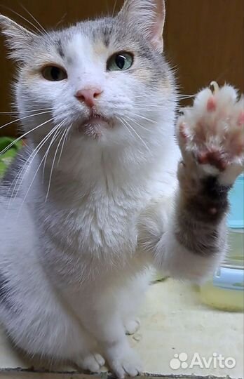 Кошки в добрые руки бесплатно