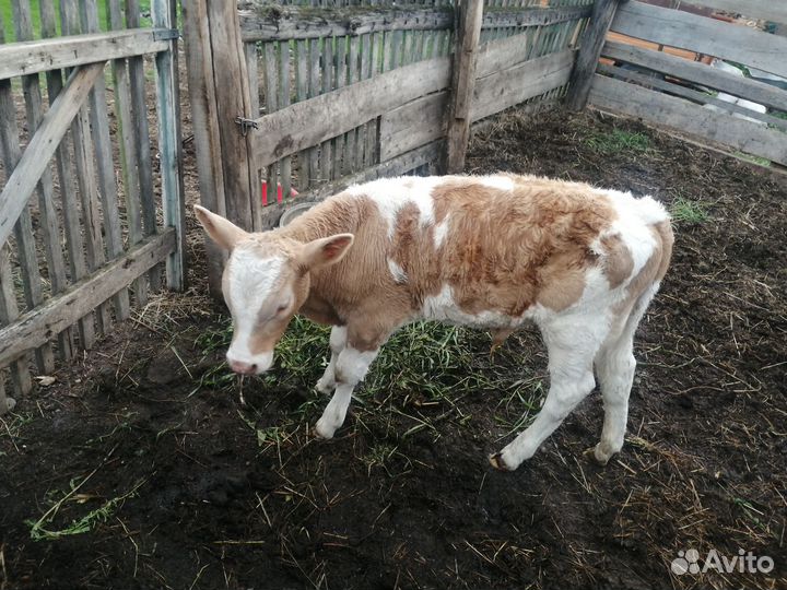 Продаётся телёнок 2,5 месяца (бычок)