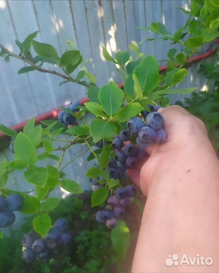 Продам саженцы плодово-ягодных культур