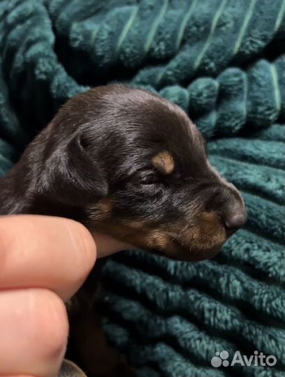 Добермана щенки