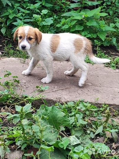 Собака в добрые руки маленькая порода