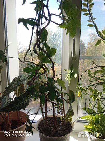 Филодендрон